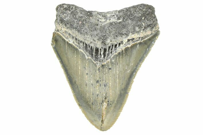 Serrated, Juvenile Megalodon Tooth - North Carolina #359043